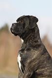 CANE CORSO 825